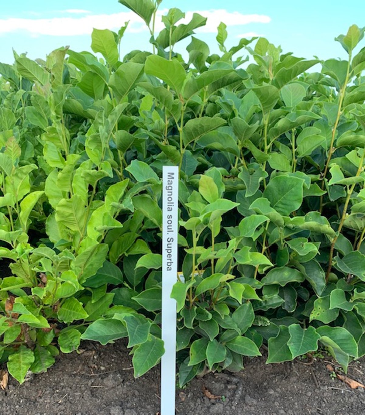 Magnolia soul. 'Superba' - 60-80 CM RB